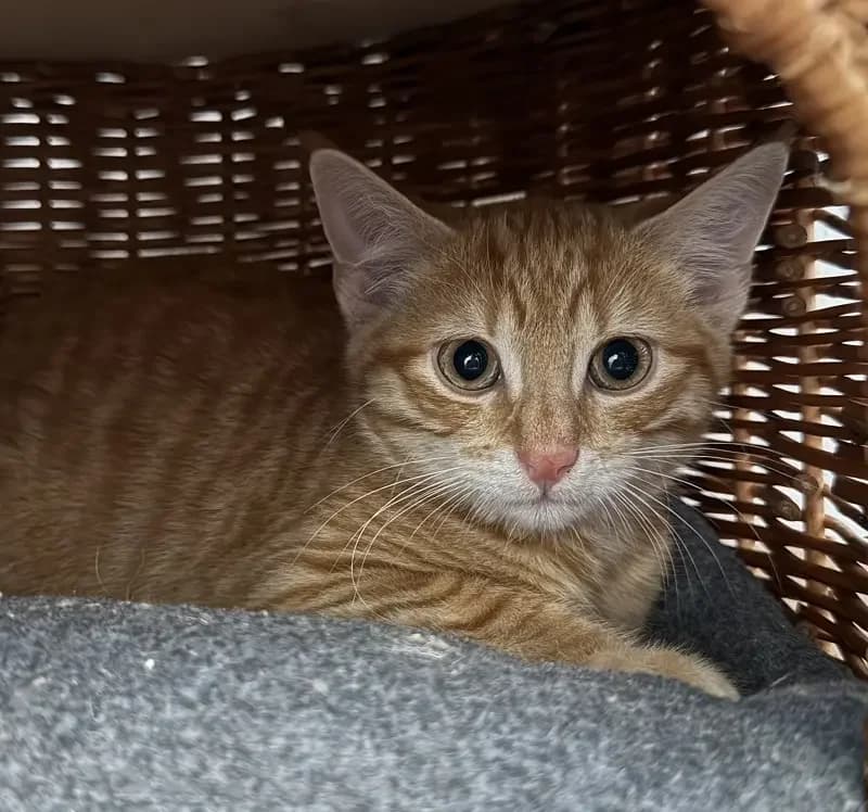 Toshi, male senior Mixed Breed for adoption at Tierheim Schleswig
