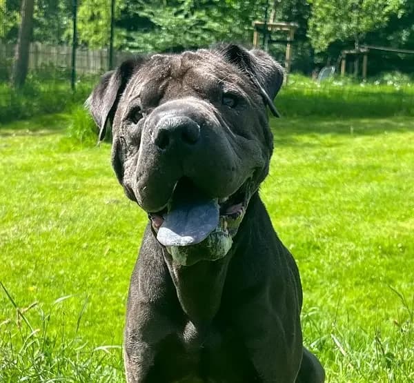 Udo, male senior Shar Pei for adoption at Tierheim Schleswig
