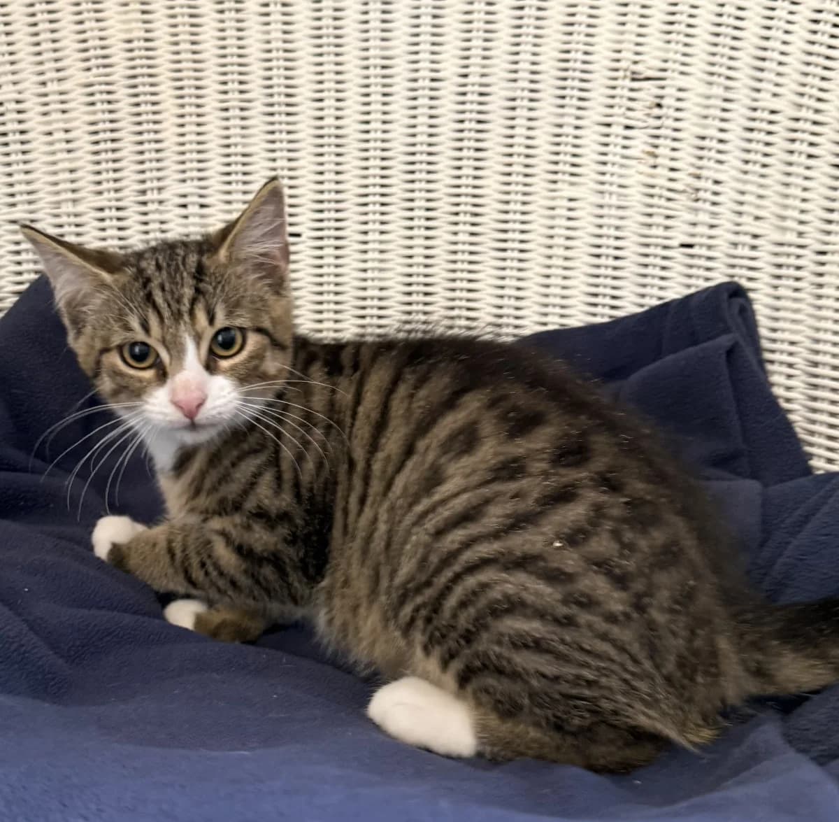 Vitus, male senior Mixed Breed for adoption at Tierheim Schleswig