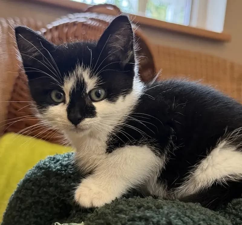 Wanda, female senior European Shorthair for adoption at Tierheim Schleswig
