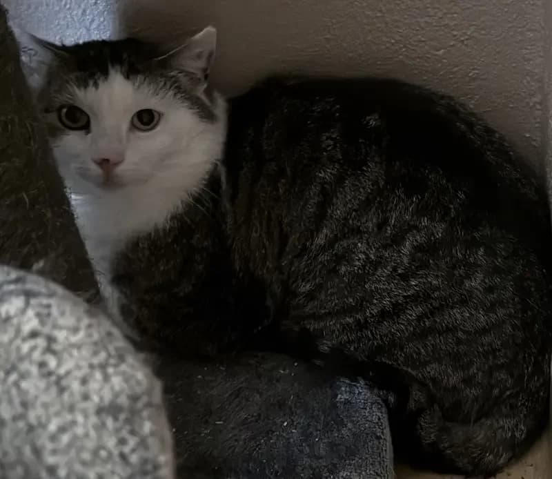 Xatu, male 3yo European Shorthair for adoption at Tierheim Schleswig