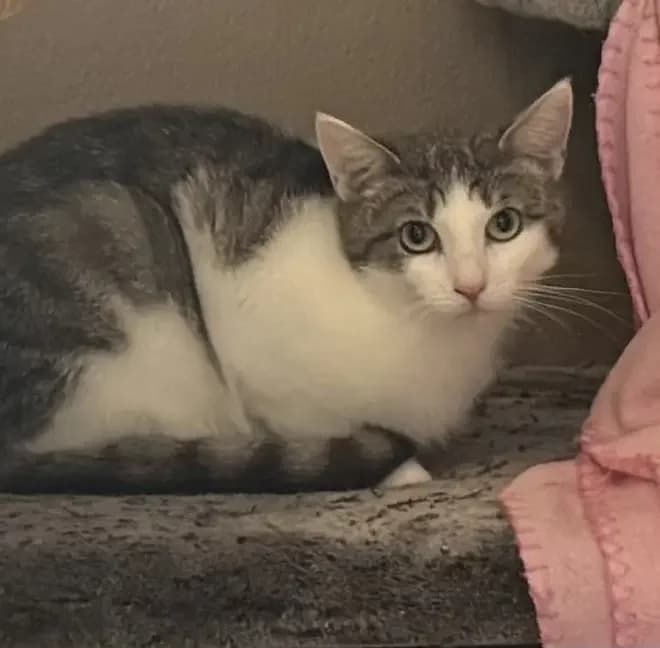 Zelda, female young European Shorthair for adoption at Tierheim Schleswig
