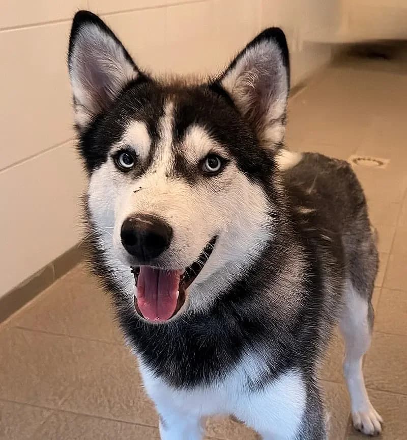 Zeus, male senior Husky for adoption at Tierheim Schleswig