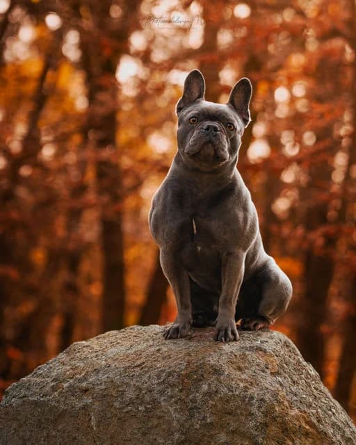Cooper - Dringend, male Mixed Breed for adoption at Tierheim Selb und Umgebung, Selb