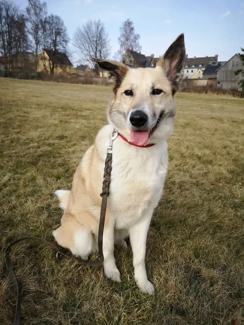 Lisa, male Mixed Breed for adoption at Tierheim Selb und Umgebung, Selb