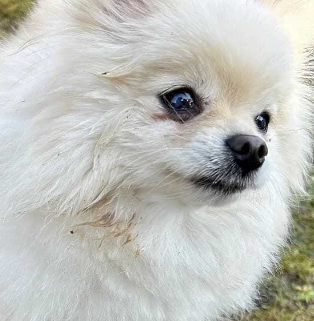 Mausi, female 4yo Mixed Breed for adoption at Tierheim Selb und Umgebung, Selb