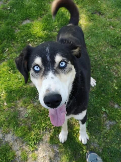 Dorie, male 4yo Mixed Breed for adoption at Tierheim Selb und Umgebung, Selb