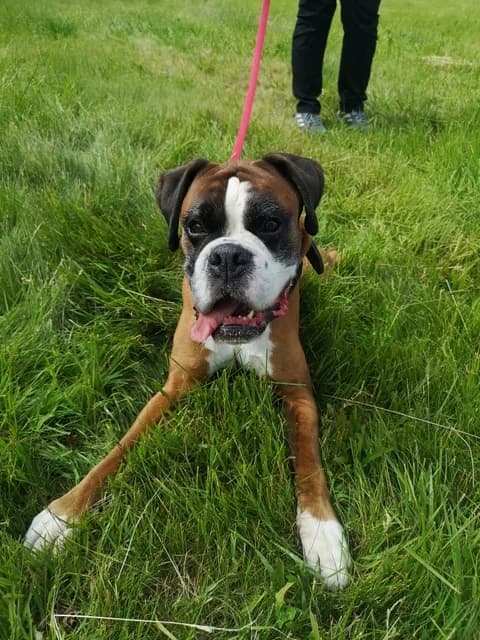 Caruso, male 7yo Mixed Breed for adoption at Tierheim Selb und Umgebung, Selb