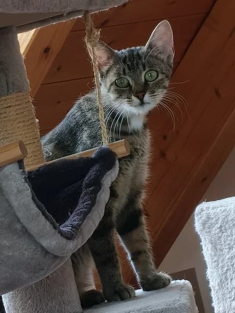 Maddie, female Mixed Breed for adoption at Tierheim Selb und Umgebung, Selb