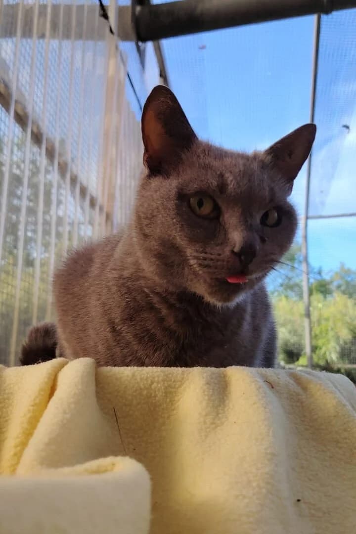 Mikesch, blau senior Mixed Breed Cat for adoption at Tierheim Siegen, Siegen