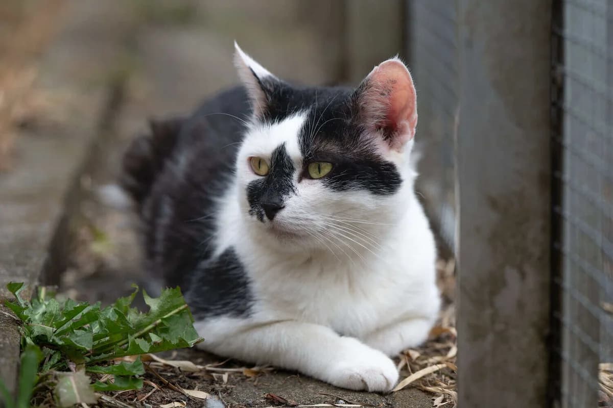 Aatrox, senior Mixed Breed Cat for adoption at Tierheim Siegen, Siegen