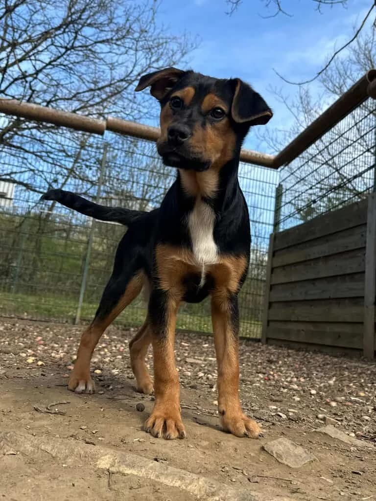 Aily, male Mixed Breed for adoption at Tierheim Siegen, Siegen