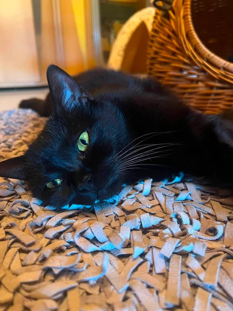 Amara, young Mixed Breed Cat for adoption at Tierheim Siegen, Siegen