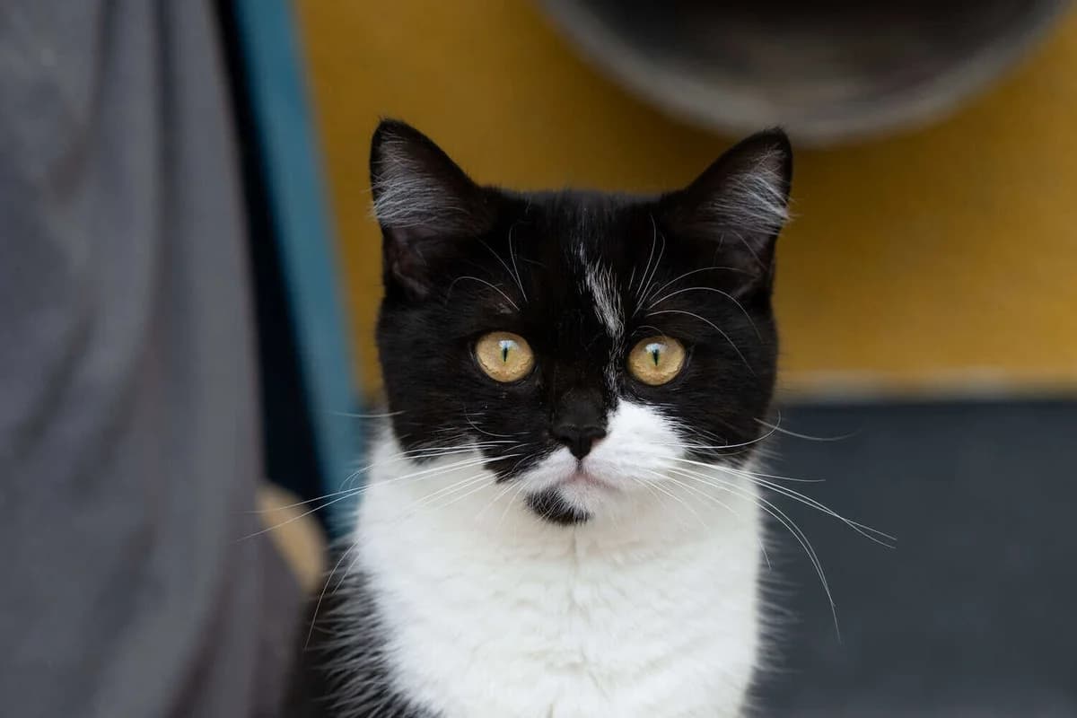 Annie, young Mixed Breed Cat for adoption at Tierheim Siegen, Siegen