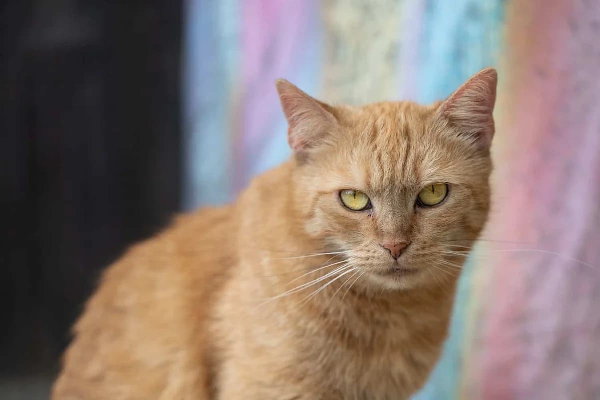 April, young Mixed Breed Cat for adoption at Tierheim Siegen, Siegen