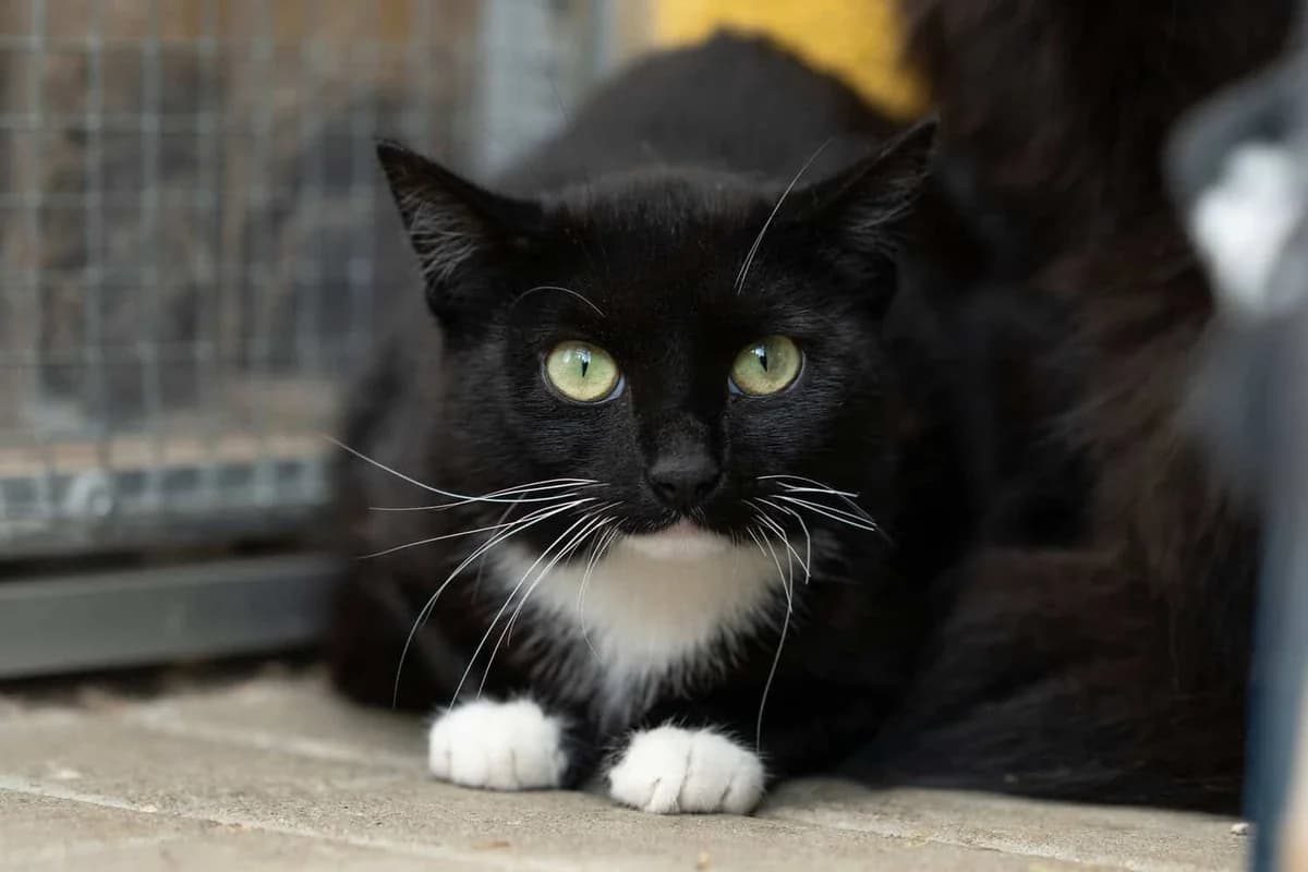 Cora, Mixed Breed Cat for adoption at Tierheim Siegen, Siegen