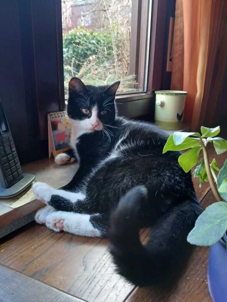 Crispy, senior Mixed Breed Cat for adoption at Tierheim Siegen, Siegen