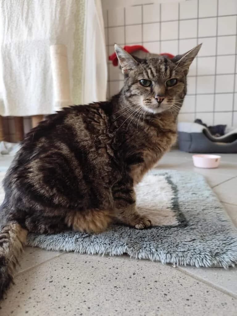 Crispy, senior Mixed Breed Cat for adoption at Tierheim Siegen, Siegen