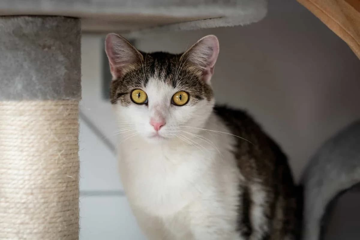 Elain, young Mixed Breed Cat for adoption at Tierheim Siegen, Siegen