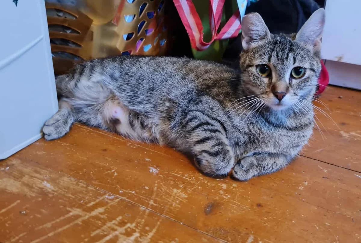 Feline, young Mixed Breed Cat for adoption at Tierheim Siegen, Siegen
