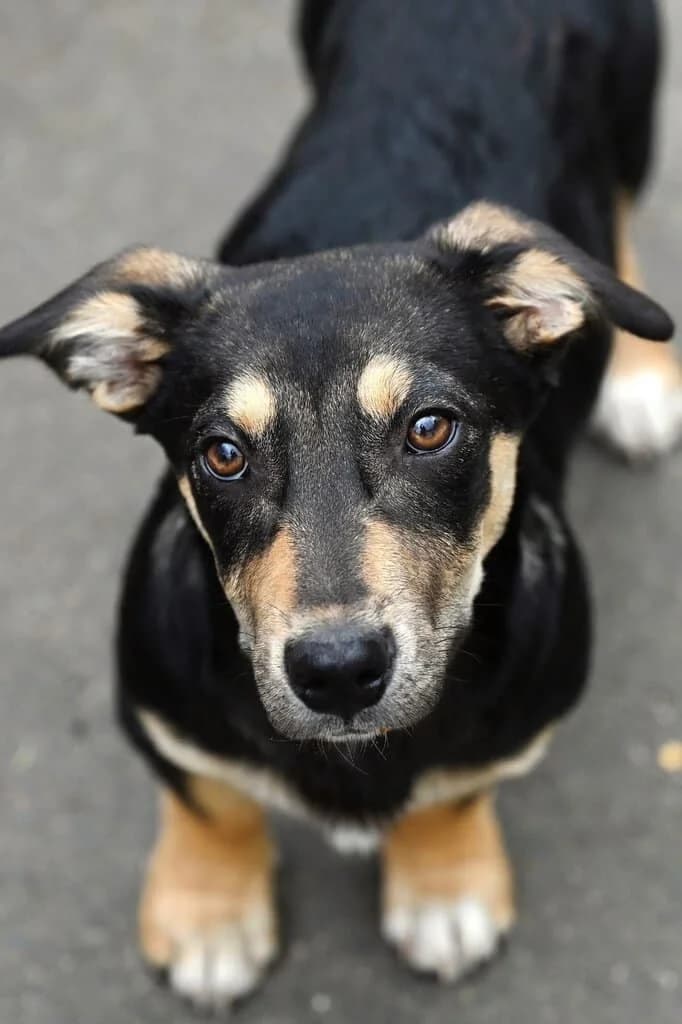 Hummel, male Mixed Breed for adoption at Tierheim Siegen, Siegen