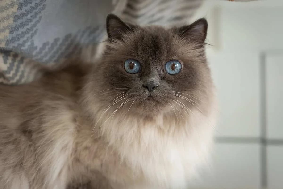 Jurina, senior Mixed Breed Cat for adoption at Tierheim Siegen, Siegen