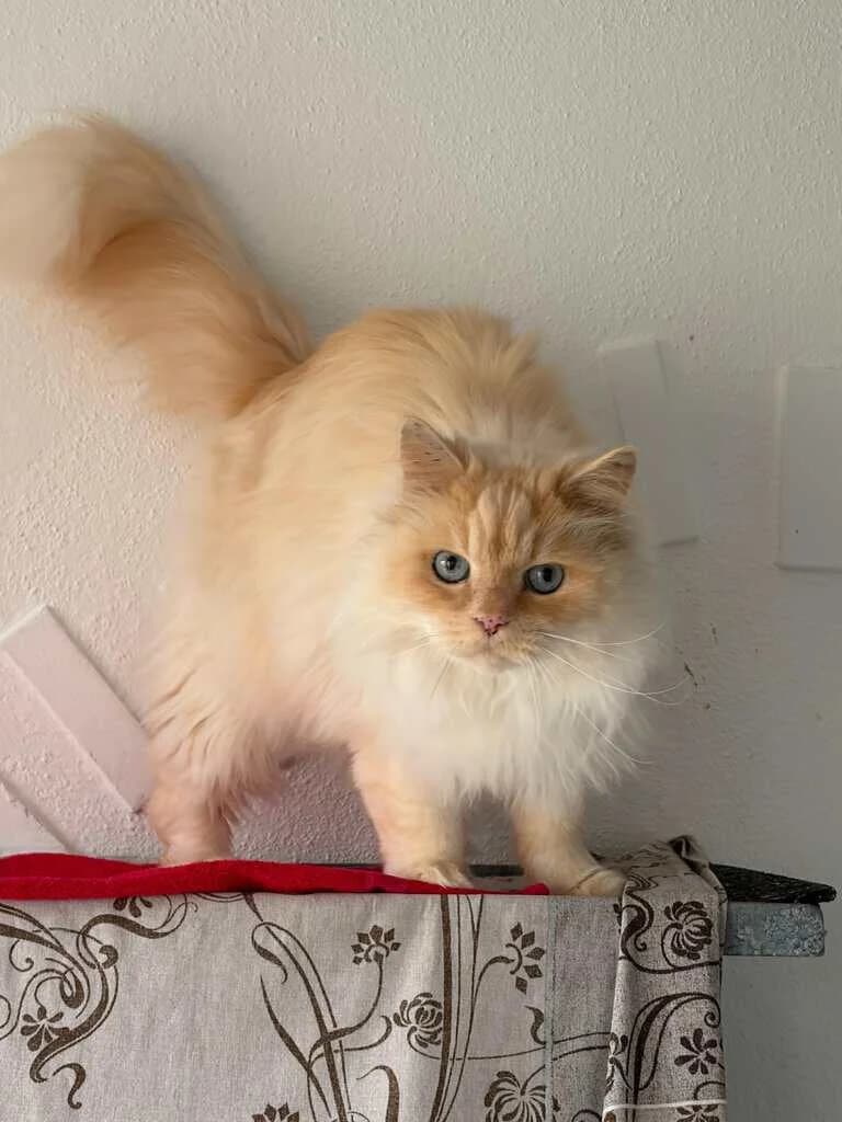 Kimba, senior Mixed Breed Cat for adoption at Tierheim Siegen, Siegen