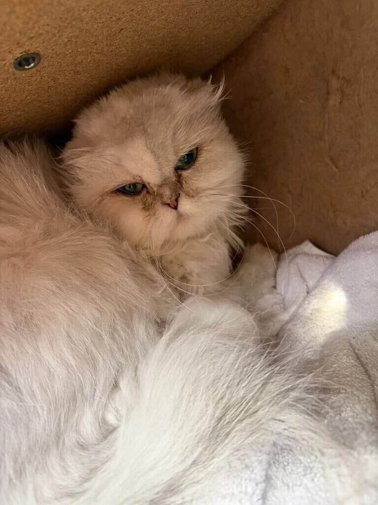 King, senior Mixed Breed Cat for adoption at Tierheim Siegen, Siegen