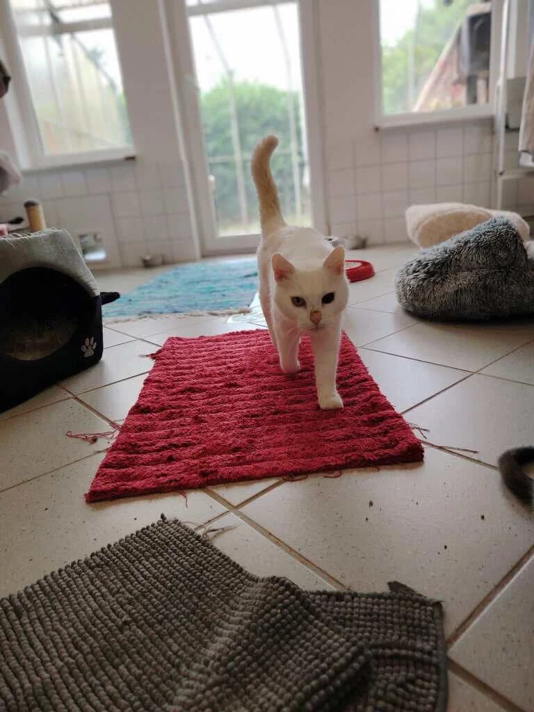 King, senior Mixed Breed Cat for adoption at Tierheim Siegen, Siegen