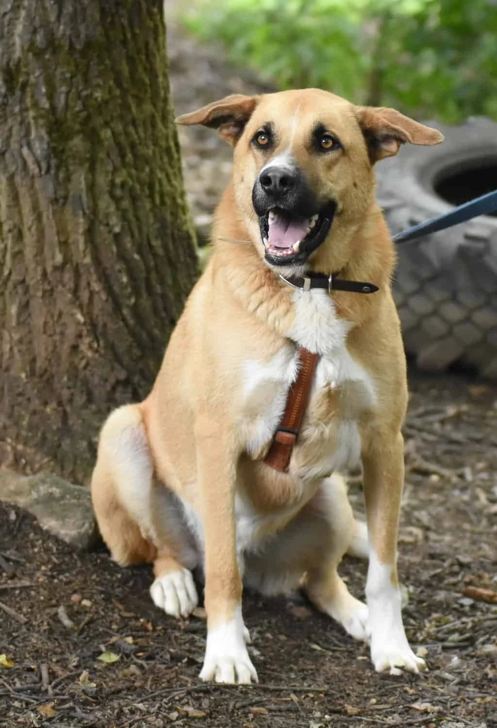 Lando, male senior Mixed Breed for adoption at Tierheim Siegen, Siegen