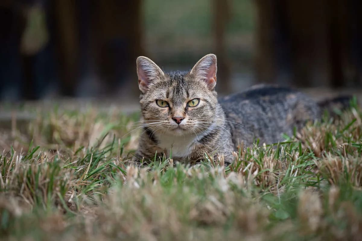 Lilly, 3yo Mixed Breed Cat for adoption at Tierheim Siegen, Siegen
