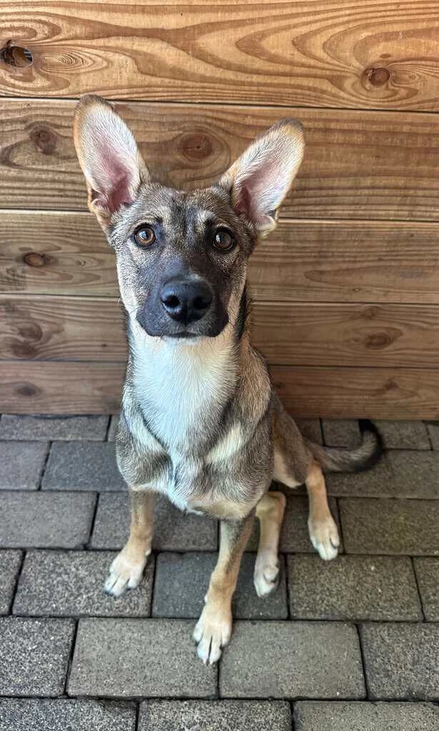 Lina, male Mixed Breed for adoption at Tierheim Siegen, Siegen