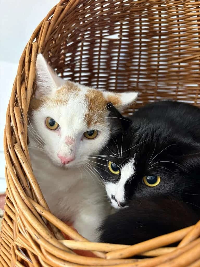 Mali und Krümel, young Mixed Breed Cat for adoption at Tierheim Siegen, Siegen