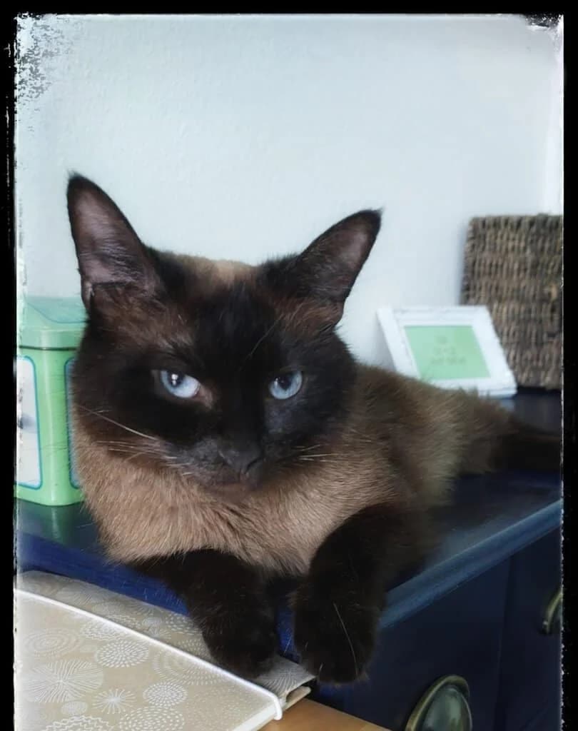 Marshmallow, young Mixed Breed Cat for adoption at Tierheim Siegen, Siegen