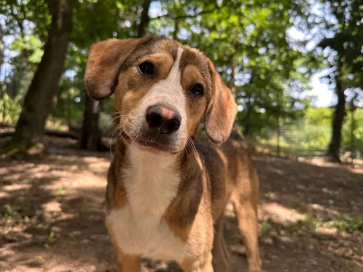 Matti, male Mixed Breed for adoption at Tierheim Siegen, Siegen