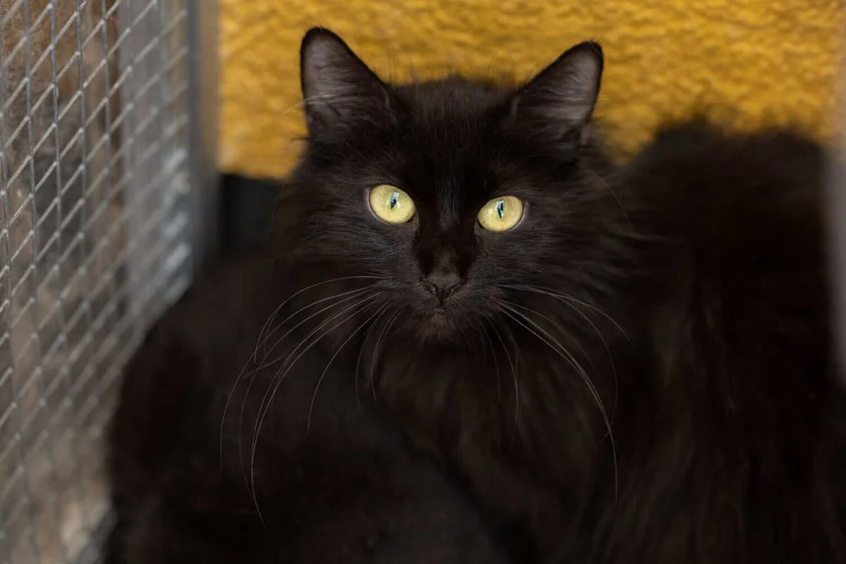 Mayari, young Mixed Breed Cat for adoption at Tierheim Siegen, Siegen