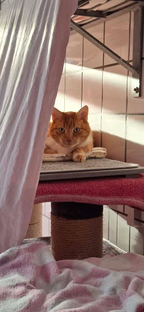 Micky (gerne mit Bruder Leo zusammen), senior Mixed Breed Cat for adoption at Tierheim Siegen, Siegen