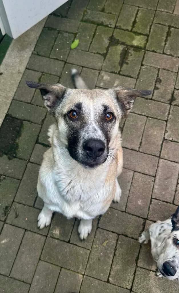 Minnie, male 4yo Mixed Breed for adoption at Tierheim Siegen, Siegen