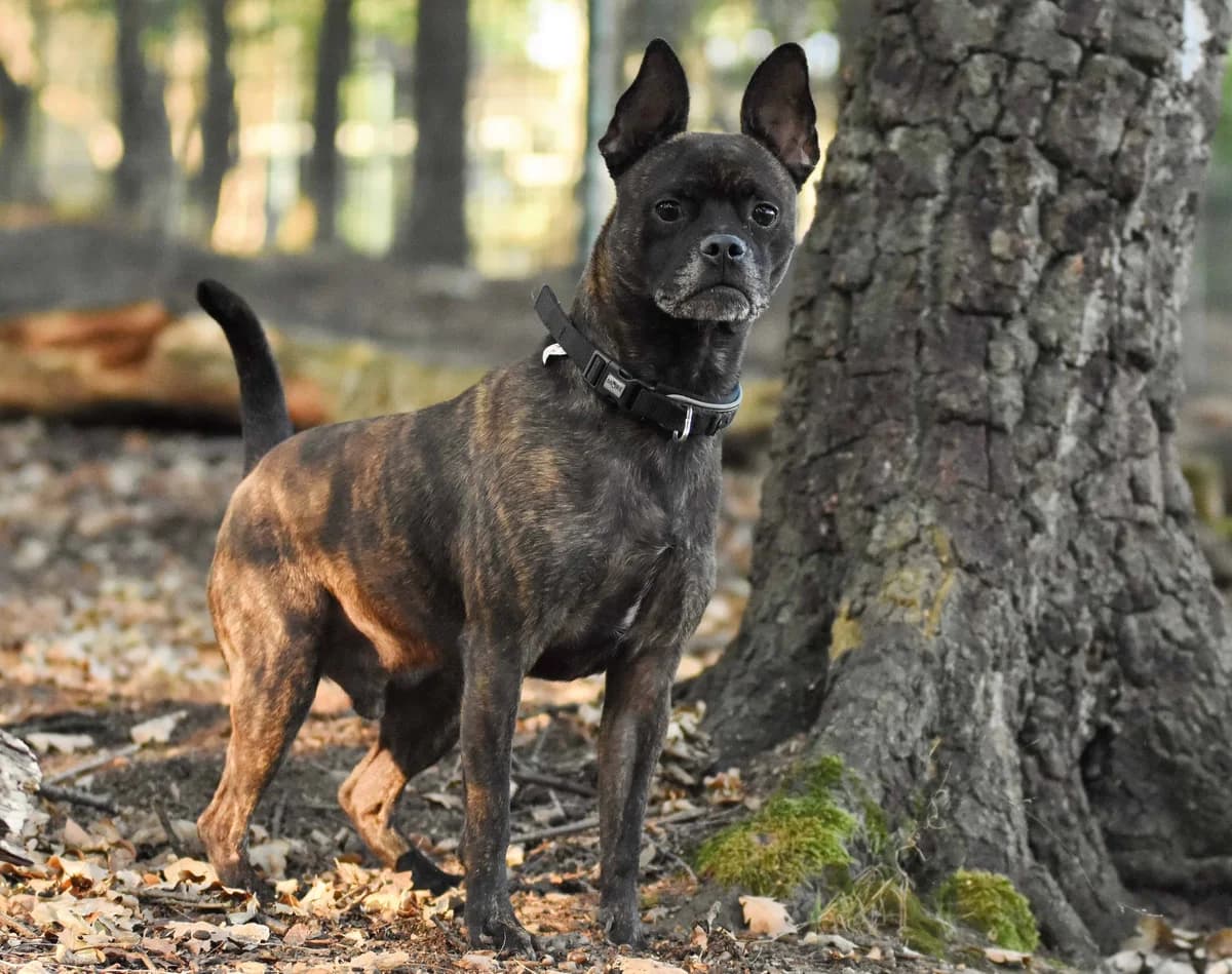Mojo, senior Mixed Breed for adoption at Tierheim Siegen, Siegen