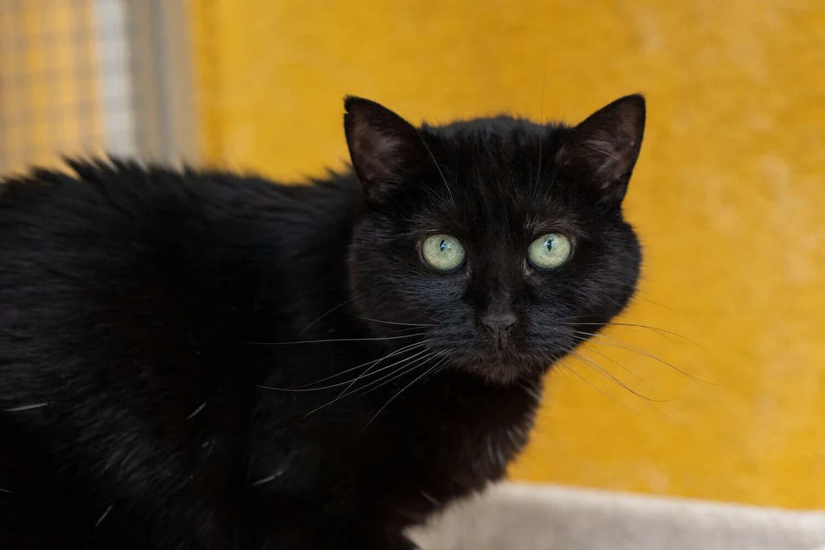 Mystik, senior Mixed Breed Cat for adoption at Tierheim Siegen, Siegen