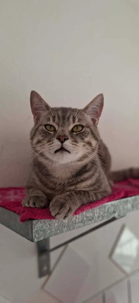 Newton sucht sein Für, young Mixed Breed Cat for adoption at Tierheim Siegen, Siegen