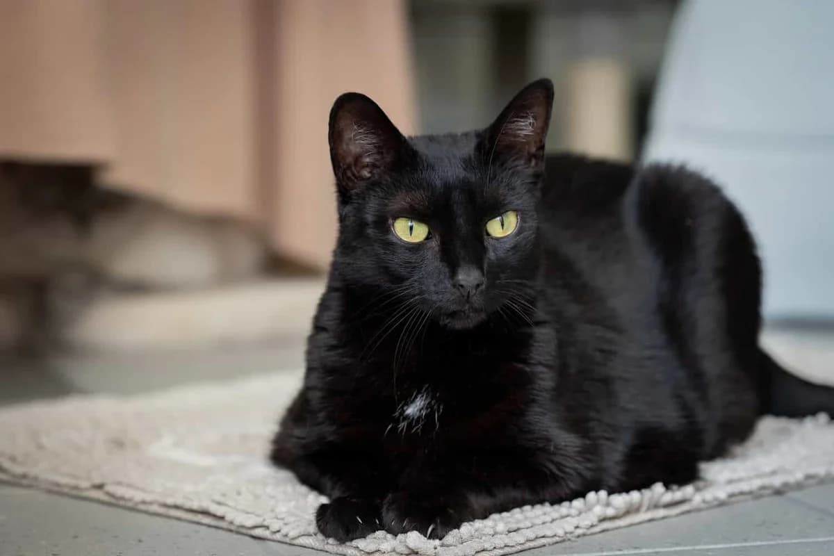 Nouscha, 7yo Mixed Breed Cat for adoption at Tierheim Siegen, Siegen