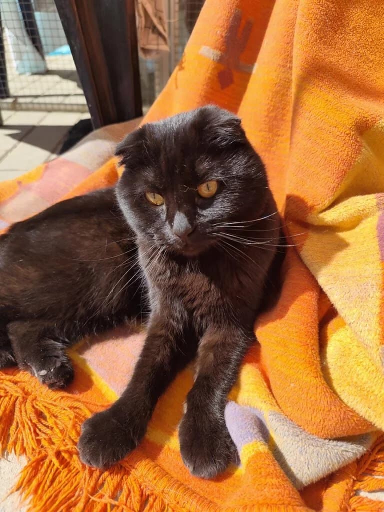 Ohnezahn, 5yo Mixed Breed Cat for adoption at Tierheim Siegen, Siegen