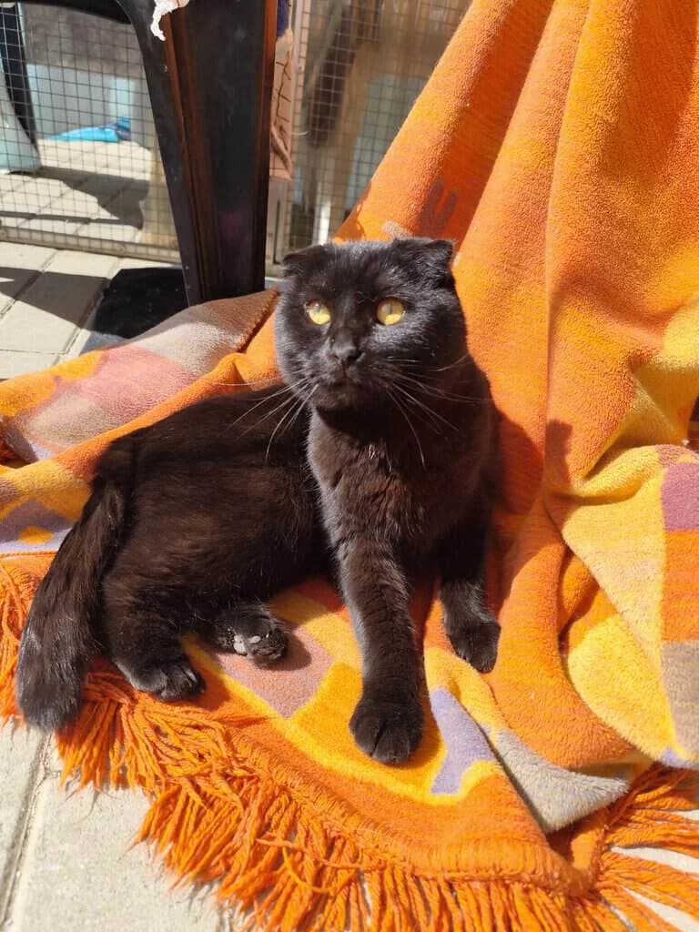 Ohnezahn, 5yo Mixed Breed Cat for adoption at Tierheim Siegen, Siegen
