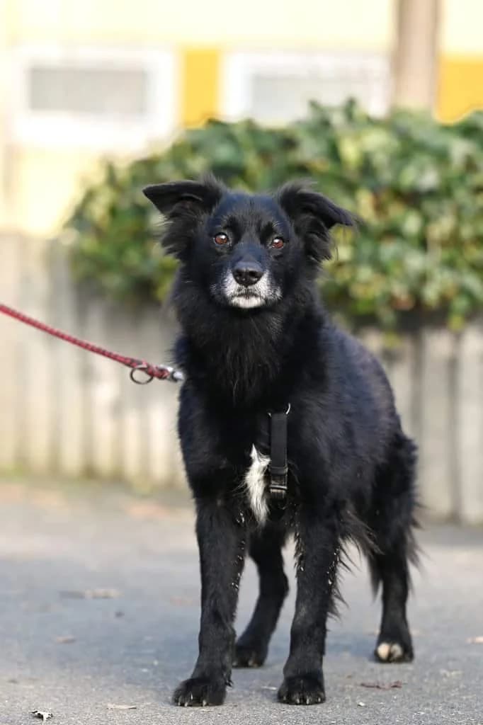 Oscar, male senior Mixed Breed for adoption at Tierheim Siegen, Siegen