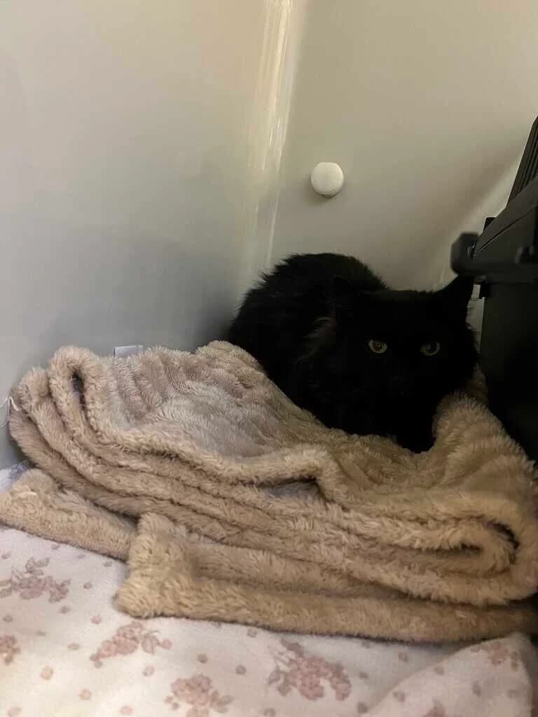 Paddington, 4yo Mixed Breed Cat for adoption at Tierheim Siegen, Siegen