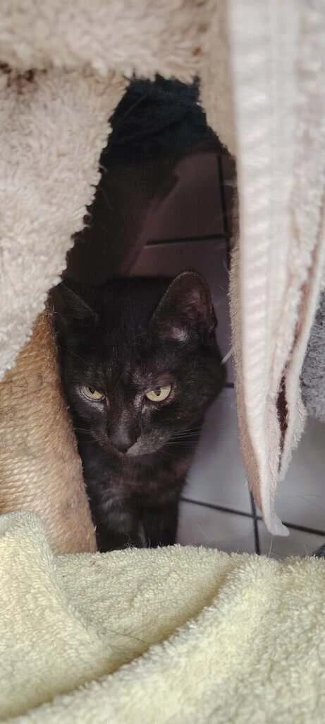 Roxana, 3yo Mixed Breed Cat for adoption at Tierheim Siegen, Siegen