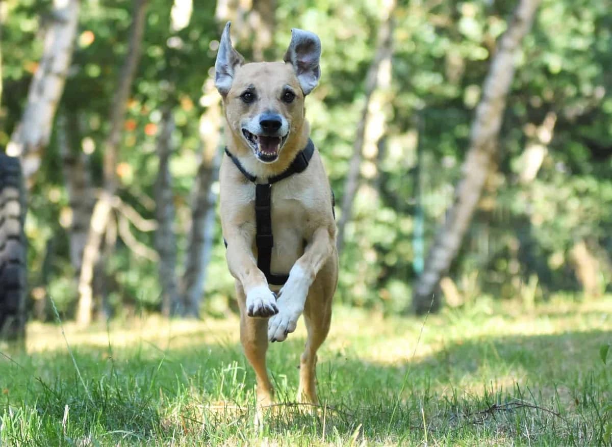 Spike, male senior Mixed Breed for adoption at Tierheim Siegen, Siegen