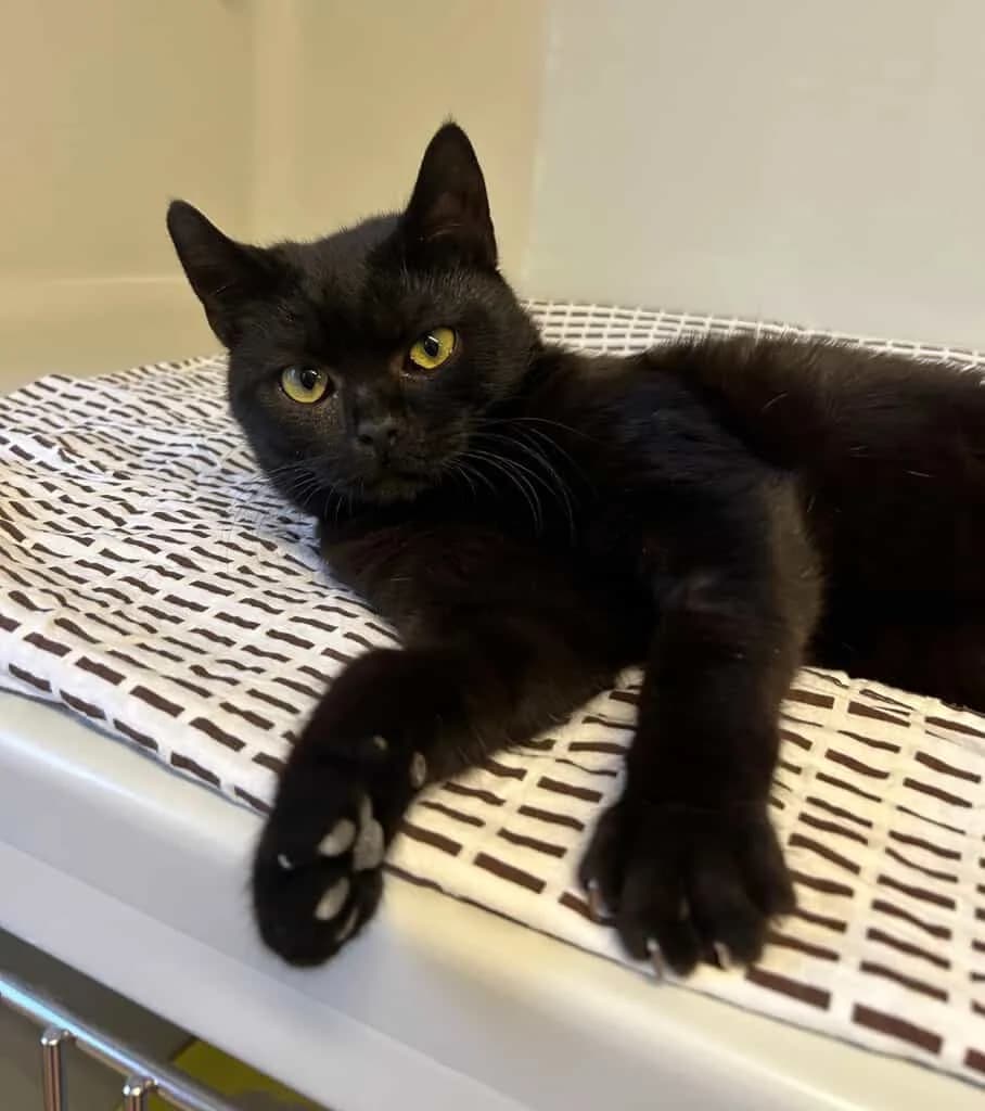 Spooky, Mixed Breed Cat for adoption at Tierheim Siegen, Siegen