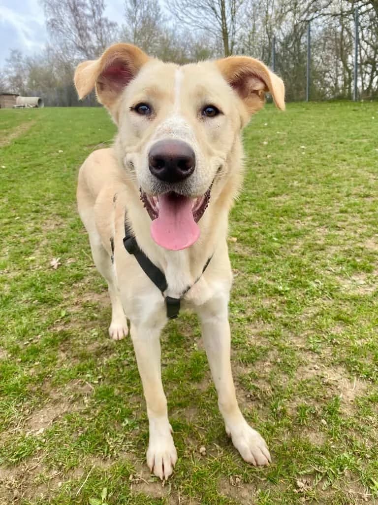 Theo, male Mixed Breed for adoption at Tierheim Siegen, Siegen